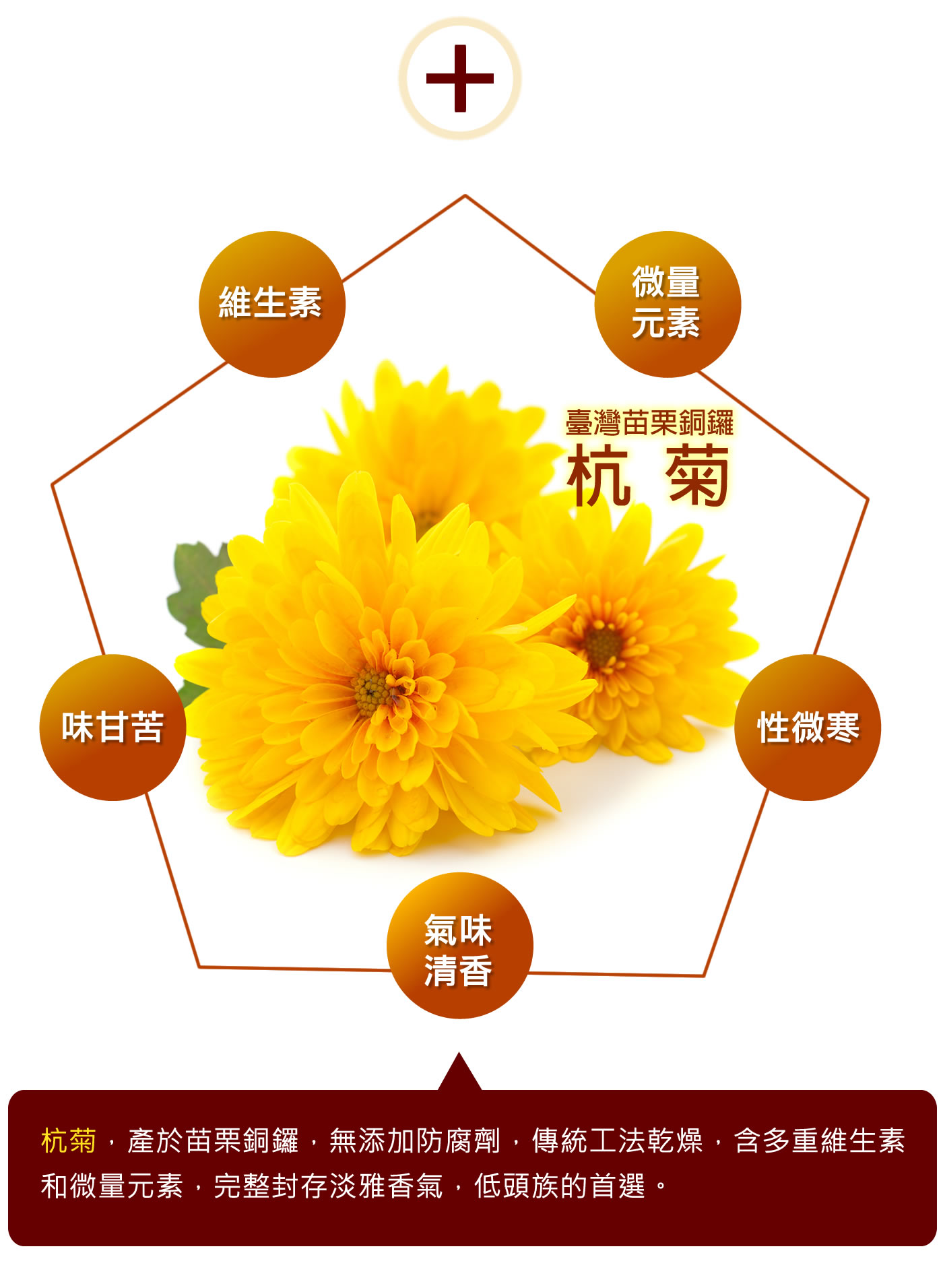 product wisconsin chrysanthemum 01